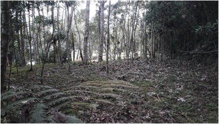 Hermoso lote en vereneadero de Dapa, a solo una hora y cuarto de Cali